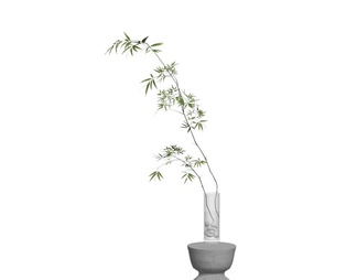 水培植物