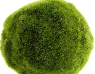 植物墙绿植墙背景墙形象墙绿化装饰墙植物堆