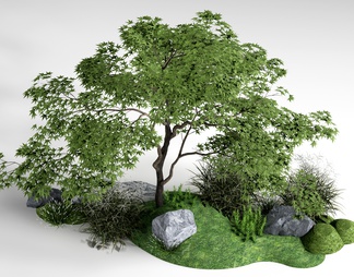 景观植物