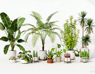 室内植物盆栽绿植