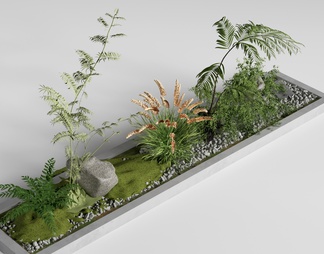 景观植物