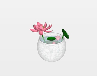 荷花